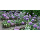 Ágyásszegély , Kerti szegély 15x120 cm