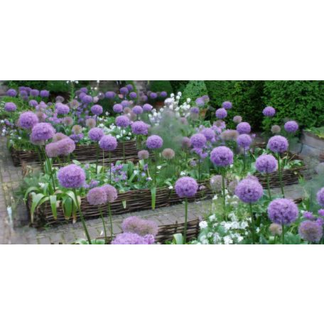 Ágyásszegély , Kerti szegély 15x120 cm