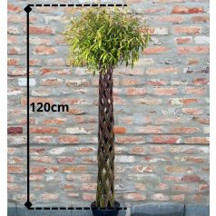 Wicker live Weide in Töpfen 100 cm