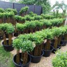 Fonott élő vessző cserépben 100 cm