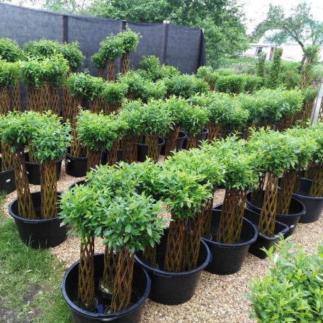 Fonott élő vessző cserépben 100 cm