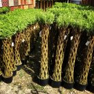 Fonott élő vessző cserépben 120 cm