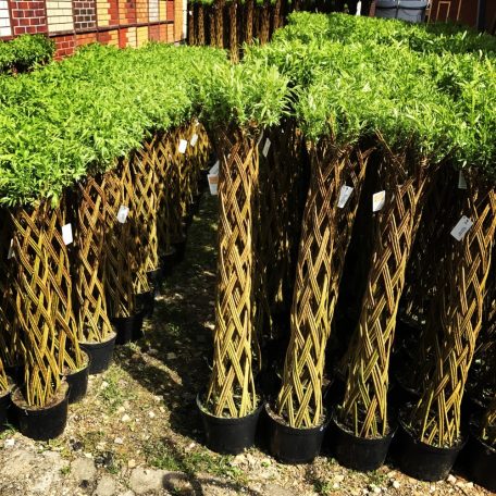 Fonott élő vessző cserépben 120 cm