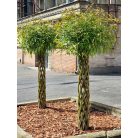 Fonott élő vessző cserépben 120 cm