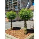 Fonott élő vessző cserépben 150 cm