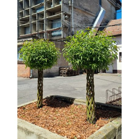 Fonott élő vessző cserépben 150 cm