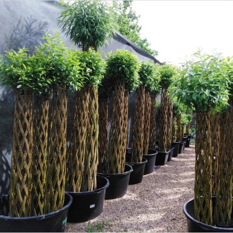 Fonott élő vessző cserépben 150 cm