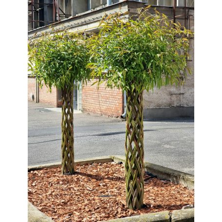 Fonott élő vessző cserépben 180 cm