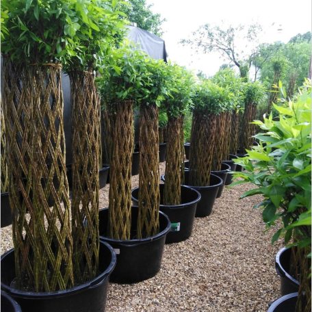 Fonott élő vessző cserépben 180 cm