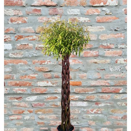 Fonott élő vessző cserépben 200 cm