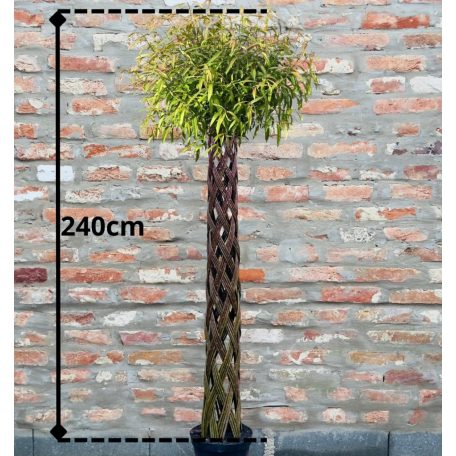 Fonott élő vessző cserépben 200 cm