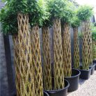 Fonott élő vessző cserépben 200 cm