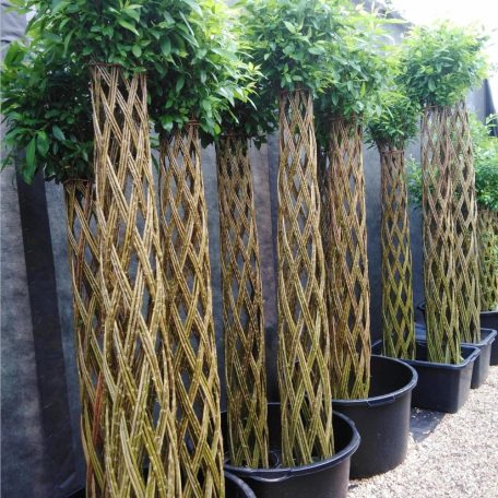 Fonott élő vessző cserépben 200 cm