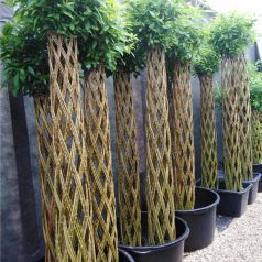 Wicker live Weide in Töpfen 180 cm