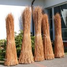 Coloured willow (salix americana)