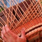 Coloured willow (salix americana)