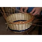 Coloured willow (salix americana)