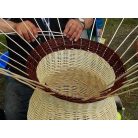 Coloured willow (salix americana)