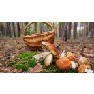 Világos gombász kosár több méretben